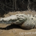 crocodile_american_tar_h_1499_cos2502.jpg